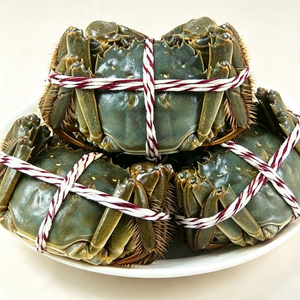 Chinese Mitten Crab