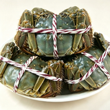 Chinese Mitten Crab
