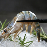 Giant River Prawn